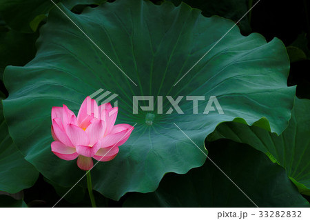 上野の不忍池の蓮の花に水滴 33282832