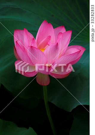 上野の不忍池の蓮の花に水滴 上野の不忍池の蓮の花に水滴 33282833