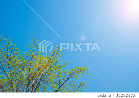 Beautiful tree and green leaf on sky background. 33282872