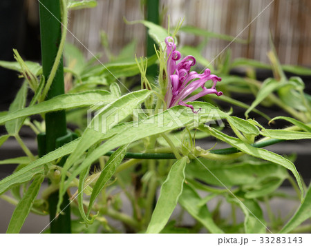 アサガオ152 33283143