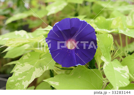 アサガオ153 33283144