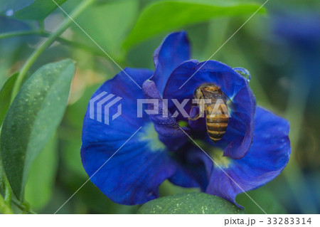 blue pea, butterfly pea,Clitoria ternatea,Legumino blue pea, butterfly pea,Clitoria ternatea,Legumino 33283314