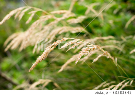 雑草 雑草 33283345