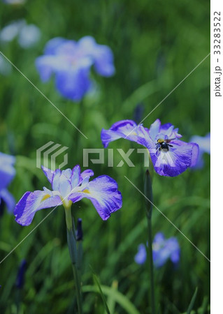 花菖蒲 33283522