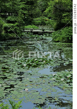 神戸市立森林植物園の長谷池 33283542