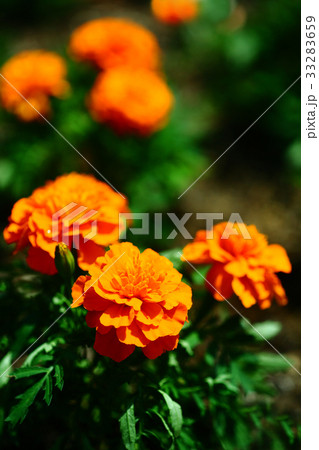 マリーゴールド オレンジ色の花の写真素材