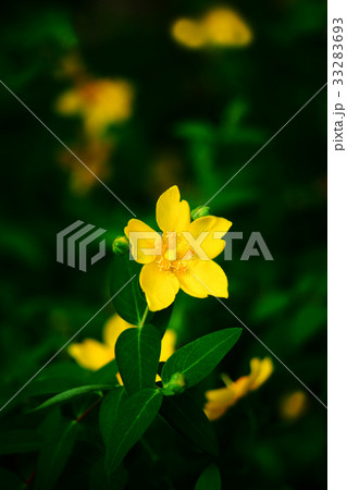 キンシバイの花 33283693