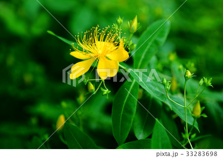 ビヨウヤナギの開花 33283698