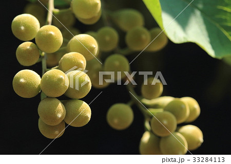 自然 植物 ハクウンボク、六月中旬。花から一か月で立派な果実がたわわにつきました 自然 植物 ハクウンボク、六月中旬。花から一か月で立派な果実がたわわにつきました 33284113