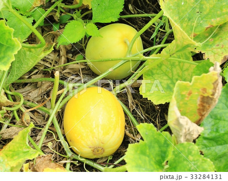 マクワウリ マクワウリ 33284131