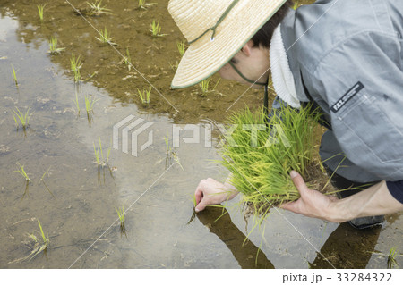 田植えをする男性 33284322