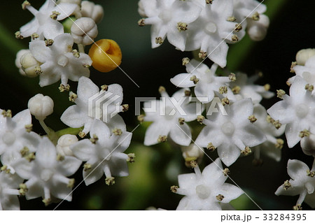 自然 植物 ソクズ 夏の間白い小さな花を沢山咲かせます 黄色い物体は腺体で蜜が溜まっている場所ですの写真素材
