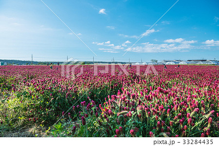 クリムソンクローバー畑 33284435