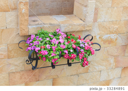 Petunia flower 33284891