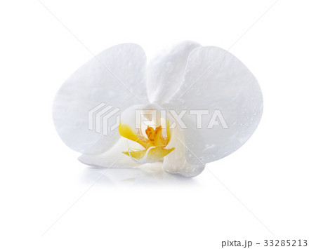 White orchid isolated on white White orchid isolated on white 33285213