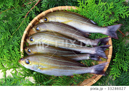 イサキ(伊佐木、伊佐幾、鶏魚) イサキ(伊佐木、伊佐幾、鶏魚) 33286027