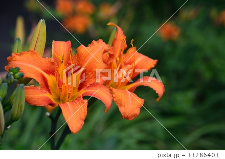 ヤブカンゾウの鮮やかな朱色の花 ヤブカンゾウの鮮やかな朱色の花 33286403