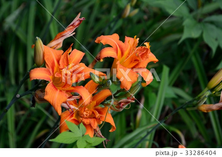 ヤブカンゾウの鮮やかな朱色の花 33286404