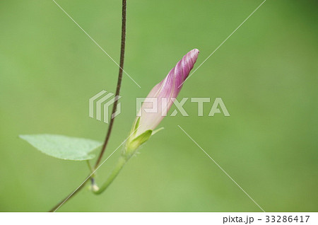 アサガオの蕾 アサガオの蕾 33286417
