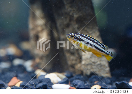 Zebra fish Zebra fish 33286483