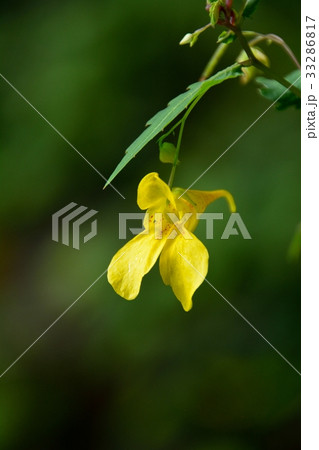 キツリフネの黄色の花 キツリフネの黄色の花 33286817