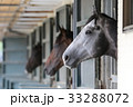 並ぶ馬たち 33288072