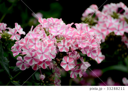 フロックス・ナターシャ フロックス・ナターシャ 33288211