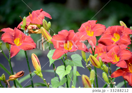 ヘメロカリス ヘメロカリス 33288212