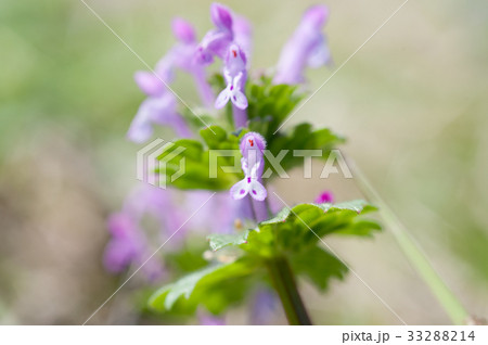 ホトケノザ ホトケノザ 33288214