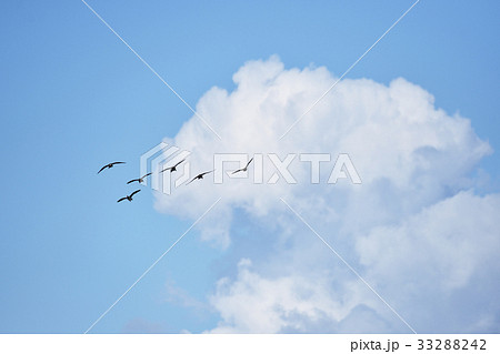 青空と白い雲と雁の群れ 北海道 の写真素材