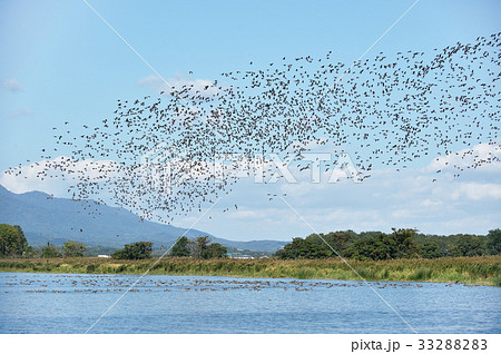 マガンの大群（北海道　宮島沼） 33288283
