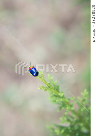 insect animal life in the nature background  33288929