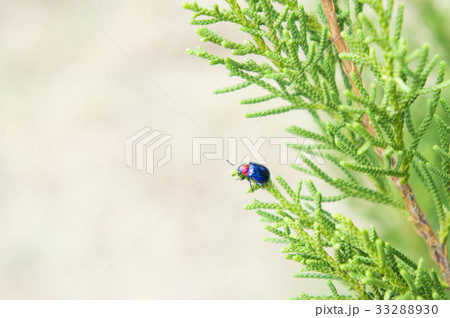 insect animal life in the nature background  33288930