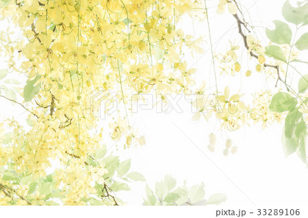 Cassia fistula yellow flowers daisy summer 33289106