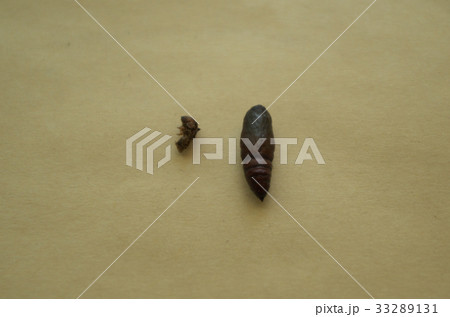 ヨモギエダシャクのサナギ 33289131