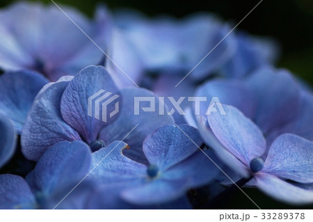 キレイな青紫のアジサイの花 花壇の花 キレイな青紫のアジサイの花 花壇の花 33289378