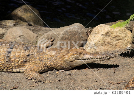 crocodile(クロコダイル)@オーストラリア crocodile(クロコダイル)@オーストラリア 33289401