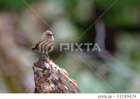 ミソサザイ ミソサザイ 33289424