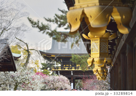 北野天満宮　梅　 33289814