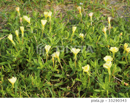 マツヨイグサ(待宵草) 33290343