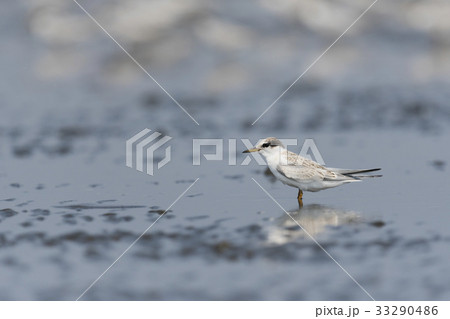 コアジサシ幼鳥 33290486