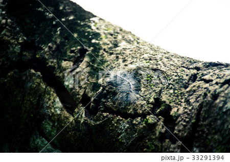 台湾 新北 新北市 33291394