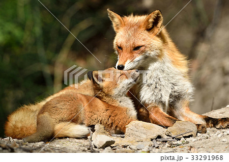 キタキツネの親子の写真素材 [33291968] - PIXTA