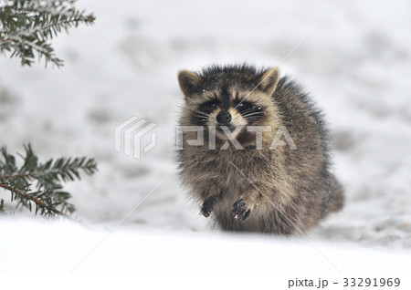 アライグマ アライグマ 33291969
