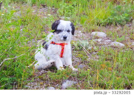 Puppy sitting in the grass, close up portrait 33292005