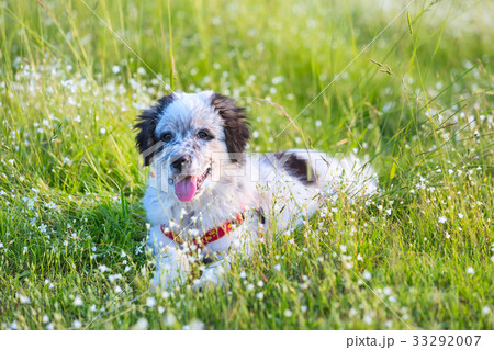 Puppy lying In the grass, close up portrait Puppy lying In the grass, close up portrait 33292007