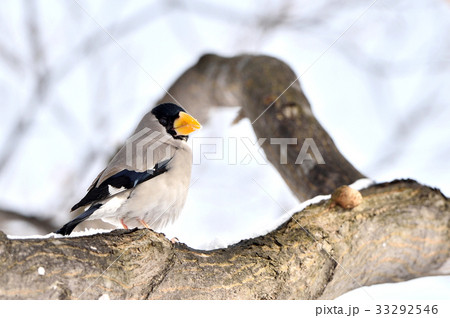 イカル イカル 33292546