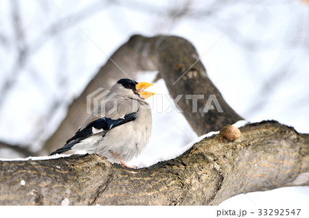 イカル イカル 33292547