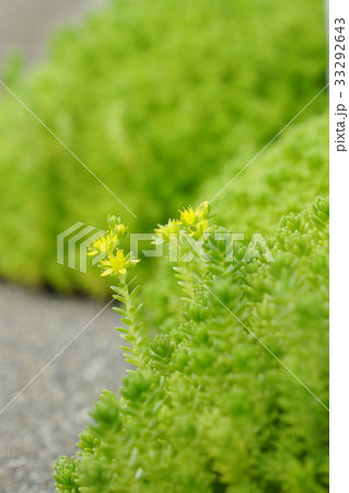 多肉植物の雑草マンネングサ セダム の花の写真素材