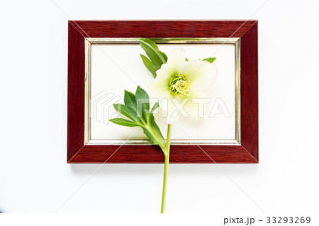 フォトフレームとクリスマスローズ 33293269